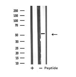 Invitrogen VRK3 Polyclonal Antibody 100 &mu;L; Unconjugated:Antibodies,
