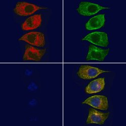 Invitrogen CD205 Polyclonal Antibody 100 &mu;L; Unconjugated:Antibodies,