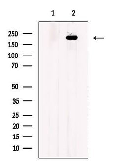 Invitrogen CD205 Polyclonal Antibody 100 &mu;L; Unconjugated:Antibodies,
