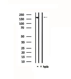Invitrogen CD205 Polyclonal Antibody 100 &mu;L; Unconjugated:Antibodies,
