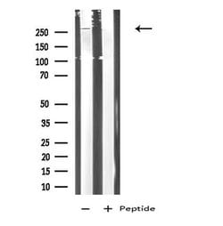Invitrogen CD205 Polyclonal Antibody 100 &mu;L; Unconjugated:Antibodies,