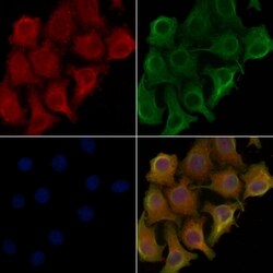 Invitrogen CD300g Polyclonal Antibody 100 μL; Unconjugated:Antibodies,