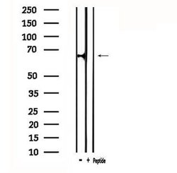 Invitrogen ATG16L2 Polyclonal Antibody 100 &mu;L; Unconjugated:Antibodies,