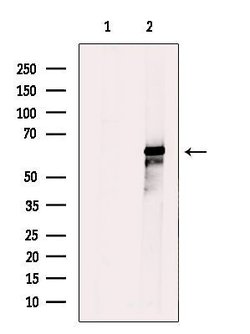 Invitrogen IL4I1 Polyclonal Antibody 100 μL; Unconjugated:Antibodies,