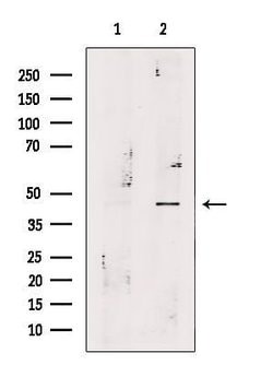 Invitrogen LIM1 Polyclonal Antibody 100 &mu;L; Unconjugated:Antibodies,