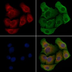 Invitrogen FAM3D Polyclonal Antibody 100 &mu;L; Unconjugated:Antibodies,
