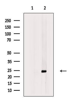 Invitrogen FAM3D Polyclonal Antibody 100 &mu;L; Unconjugated:Antibodies,