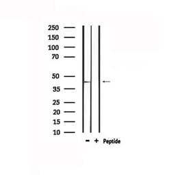 Invitrogen GPR109B Polyclonal Antibody 100 &mu;L; Unconjugated:Antibodies,