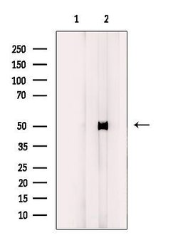 Invitrogen GPR173 Polyclonal Antibody 100 &mu;L; Unconjugated:Antibodies,