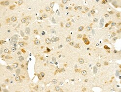 Invitrogen GPR37L1 Polyclonal Antibody 100 μL; Unconjugated:Antibodies,