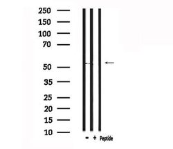 Invitrogen GPR37L1 Polyclonal Antibody 100 μL; Unconjugated:Antibodies,