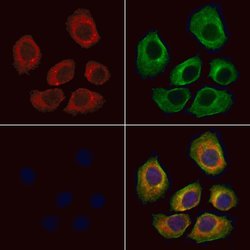 GPR133 Polyclonal Antibody:Antibodies, Polyclonal