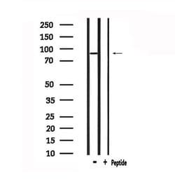 GPR133 Polyclonal Antibody:Antibodies, Polyclonal