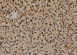 Invitrogen GPR180 Polyclonal Antibody 100 &mu;L; Unconjugated:Antibodies,