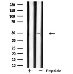 Invitrogen GPR180 Polyclonal Antibody 100 &mu;L; Unconjugated:Antibodies,