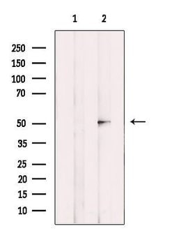 Invitrogen GPR180 Polyclonal Antibody 100 &mu;L; Unconjugated:Antibodies,