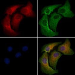 Invitrogen GPRC5B Polyclonal Antibody 100 &mu;L; Unconjugated:Antibodies,