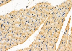 Invitrogen GPRC5B Polyclonal Antibody 100 &mu;L; Unconjugated:Antibodies,