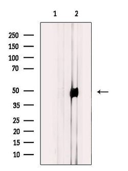 Invitrogen GPRC5B Polyclonal Antibody 100 &mu;L; Unconjugated:Antibodies,