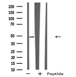Invitrogen GPRC5B Polyclonal Antibody 100 &mu;L; Unconjugated:Antibodies,