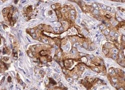 Invitrogen GPR35 Polyclonal Antibody 100 &mu;L | Buy Online | Invitrogen&trade; | Fisher Scientific