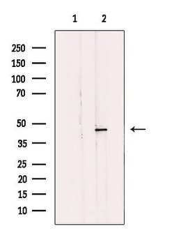 Invitrogen MLNR Polyclonal Antibody 100 μL; Unconjugated:Antibodies,