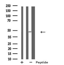 Invitrogen MLNR Polyclonal Antibody 100 μL; Unconjugated:Antibodies,