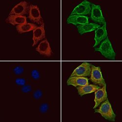 NPY1R Polyclonal Antibody:Antibodies, Polyclonal