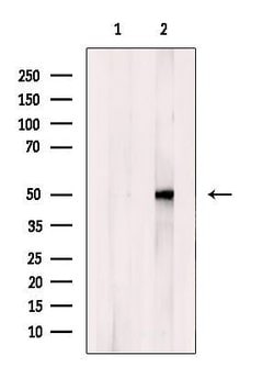 NPY1R Polyclonal Antibody:Antibodies, Polyclonal