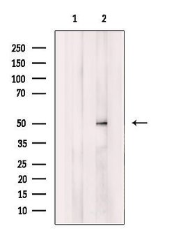 Invitrogen QRFPR Polyclonal Antibody 100 &mu;L; Unconjugated:Antibodies,