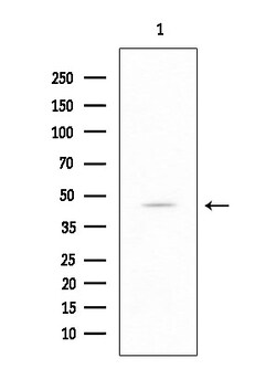 Invitrogen SCTR Polyclonal Antibody 100 &mu;L; Unconjugated:Antibodies,