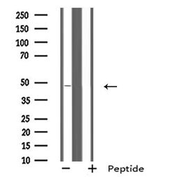 Invitrogen SCTR Polyclonal Antibody 100 &mu;L; Unconjugated:Antibodies,
