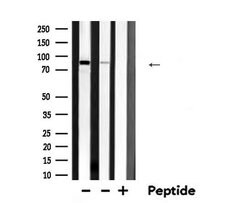 Invitrogen ARNT Polyclonal Antibody 100 μL; Unconjugated:Antibodies,