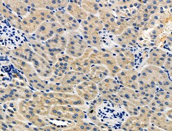 Invitrogen STAR Polyclonal Antibody 100 μL; Unconjugated:Antibodies,