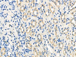 Invitrogen STAR Polyclonal Antibody 100 μL; Unconjugated:Antibodies,