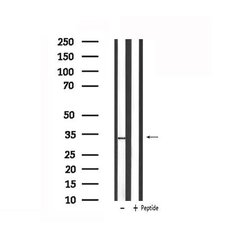 Invitrogen STAR Polyclonal Antibody 100 μL; Unconjugated:Antibodies,