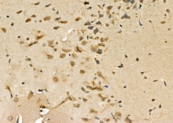 Invitrogen Rho Pan Polyclonal Antibody 100 &mu;L; Unconjugated:Antibodies,