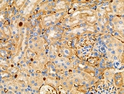 Invitrogen RALBP1 Polyclonal Antibody 100 &mu;L; Unconjugated:Antibodies,