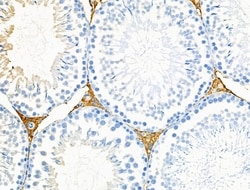 Invitrogen RALBP1 Polyclonal Antibody 100 &mu;L; Unconjugated:Antibodies,