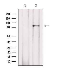 Invitrogen RALBP1 Polyclonal Antibody 100 &mu;L; Unconjugated:Antibodies,