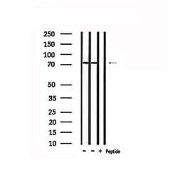 Invitrogen RALBP1 Polyclonal Antibody 100 &mu;L; Unconjugated:Antibodies,