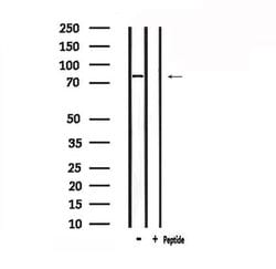 Invitrogen TRIF Polyclonal Antibody 100 &mu;L; Unconjugated:Antibodies,