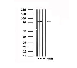 Invitrogen TRIF Polyclonal Antibody 100 &mu;L; Unconjugated:Antibodies,