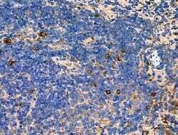 Invitrogen KCNE1 Polyclonal Antibody 100 μL; Unconjugated:Antibodies,