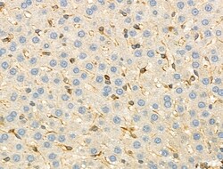 Invitrogen KCNE1 Polyclonal Antibody 100 μL; Unconjugated:Antibodies,