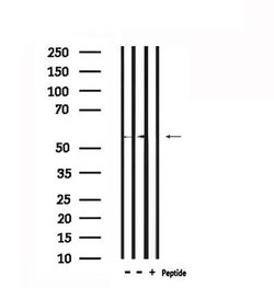 Invitrogen STIP1 Polyclonal Antibody 100 &mu;L; Unconjugated:Antibodies,