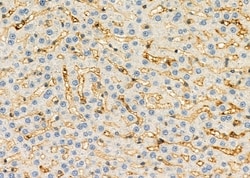 Invitrogen CGA Polyclonal Antibody 100 &mu;L; Unconjugated:Antibodies,