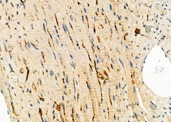 Invitrogen CGA Polyclonal Antibody 100 &mu;L; Unconjugated:Antibodies,