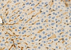Invitrogen CGA Polyclonal Antibody 100 &mu;L; Unconjugated:Antibodies,