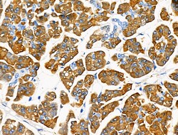 Invitrogen Trypsin Polyclonal Antibody 100 &mu;L; Unconjugated:Antibodies,